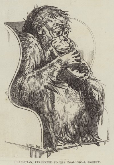 Uran-Utan, présenté à la Société Zoologique - Harrison William Weir